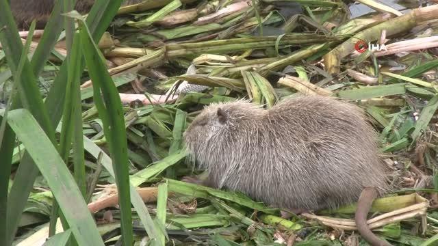 Şaşkınlıklarını gizleyemediler, telefonlarına sarıldılar...Anavatanı Güney Amerika olan, görenlerin ise fare sandığı su maymunları Tunca Nehri'nde