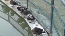 Muş'ta devlet eliyle açılan hayvanat bahçesi yerli ve yabancı turistleri bekliyor
