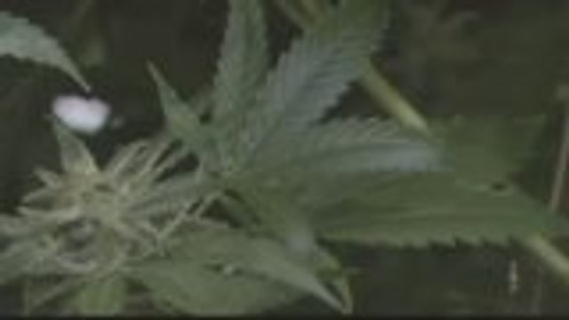 Coachella Residents Split On Proposed Marijuana District