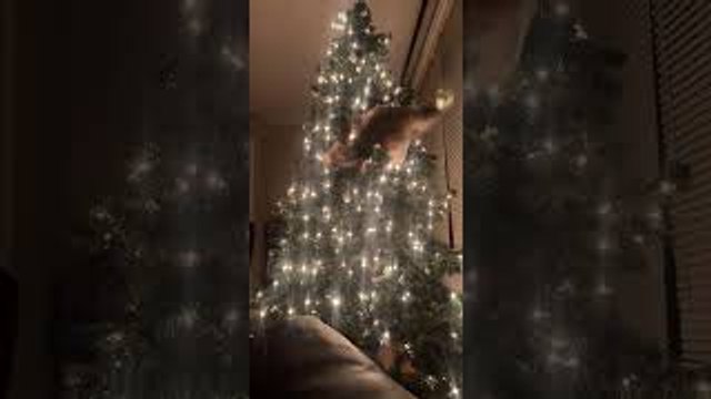 Cat Attempts to Climb Christmas Tree