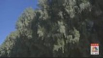 Palm Springs City Council To Vote On Removing 'Racist' Trees