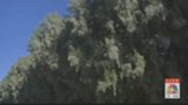 Palm Springs City Council To Vote On Removing 'Racist' Trees