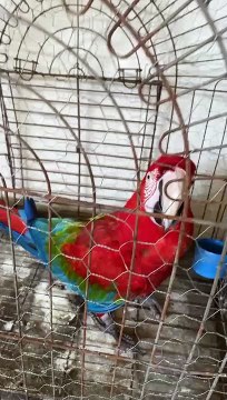 IAT Umuarama encaminha animais apreendidos para zoológicos e criadores credenciados