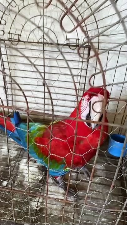IAT Umuarama encaminha animais apreendidos para zoológicos e criadores credenciados