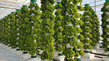 UK’s Largest Vertical, Electricity-Free Farm Begins First Harvest