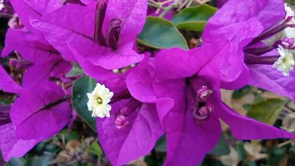 Redmi 10 - Muestras de vídeo con resolución HD en modo Macro