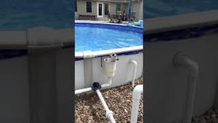 Dog Has Interesting Way of Getting Out of Pool