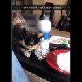 Baby Cats - Cute Cats - Adorable Cats - Funny Cats Compilations PART 19