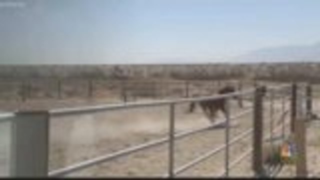 Coachella Valley Horse Rescue