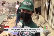 Serfor y la Municipalidad de Comas buscan a zorro que fue vendido como perro en Cercado de Lima