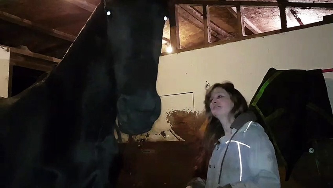 Friesian Horse Pulls Owner Close for a Hug