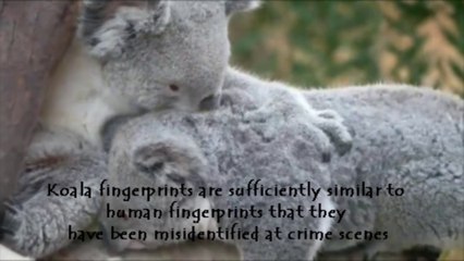 Unique Facts About Unique Animals