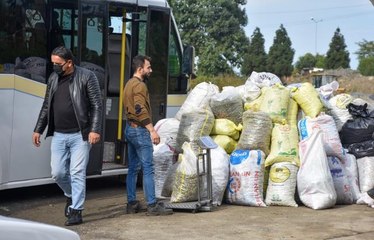 Üretici bu kez çay tohumu için bahçeye girdi