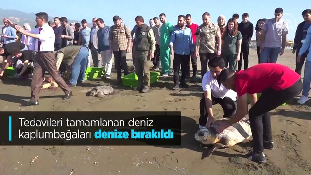 Tedavileri tamamlanan deniz kaplumbağaları denize bırakıldı