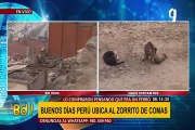 EXCLUSIVO | Buenos Días Perú ubica a zorrito de Comas