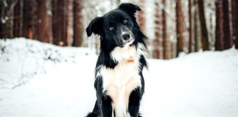 Les chiens inclinent la tête pour une bonne raison