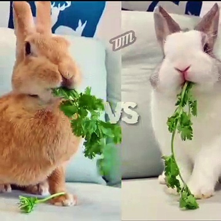 cute rabbit