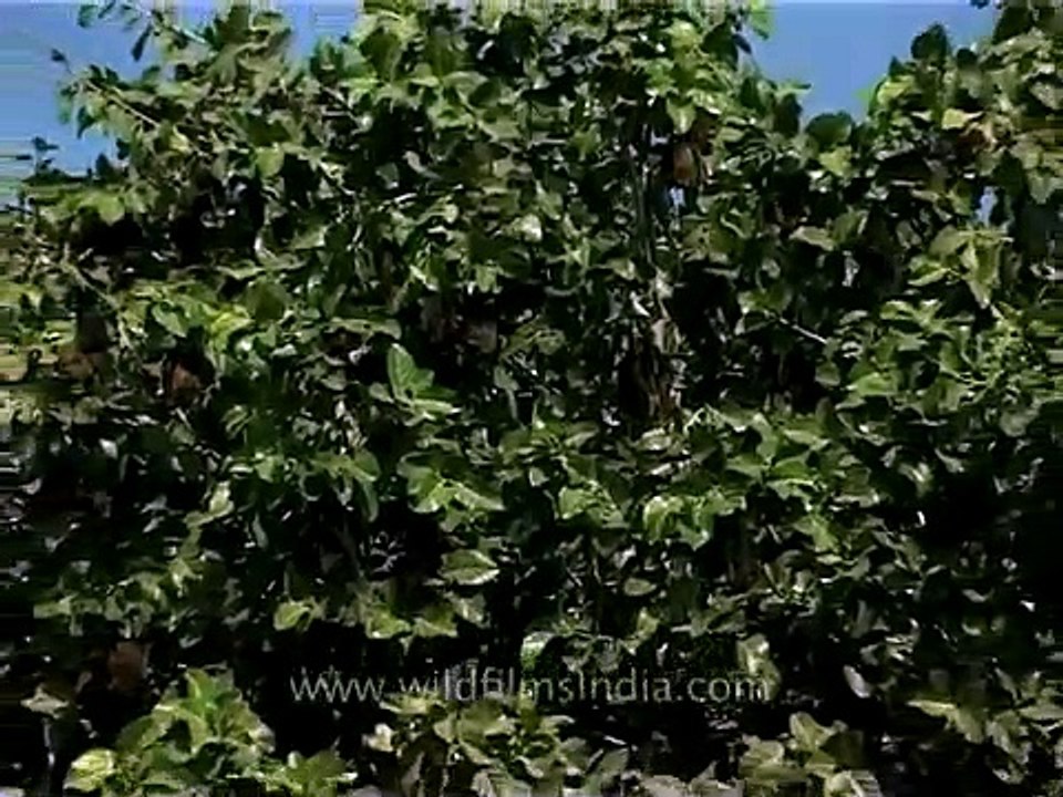 Bats hanging on a tree