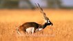 Blackbuck antelope leaping in the air ; crapping Blackbuck!