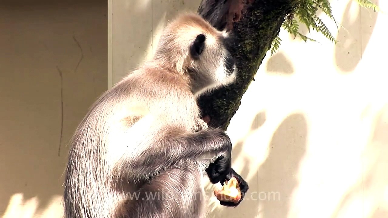 Langur on guard to keep monkeys away at Woodstock school Mussoorie