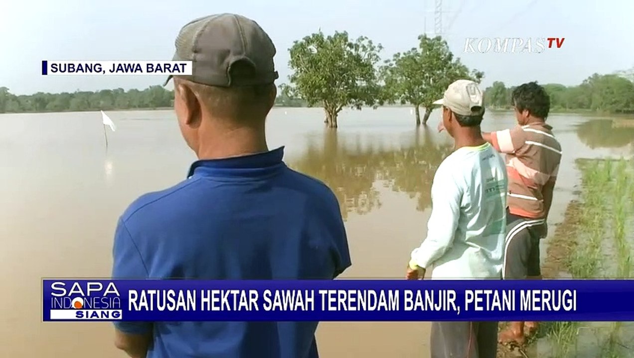Petani Rugi Akibat Ratusan Hektar Sawah Terendam Banjir Karena Curah Hujan Tinggi