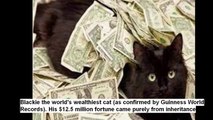Fun facts about cats