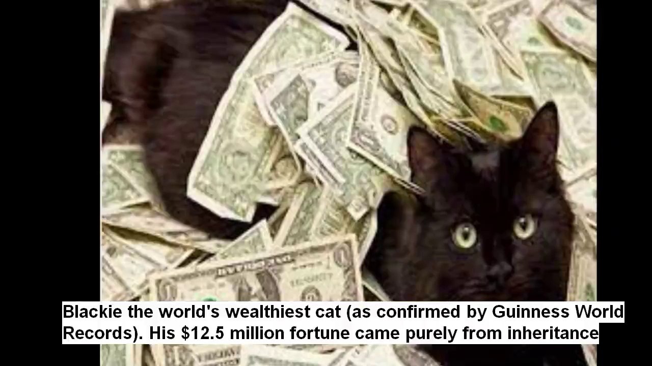 Fun facts about cats