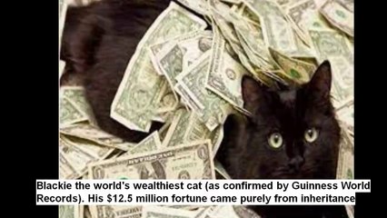 Fun facts about cats