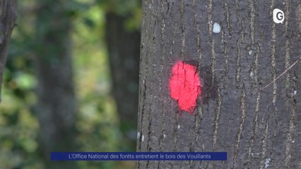 Reportage - L'ONF entretient le bois des Vouillants