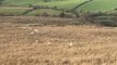 Gathering sheep in the Sperrins