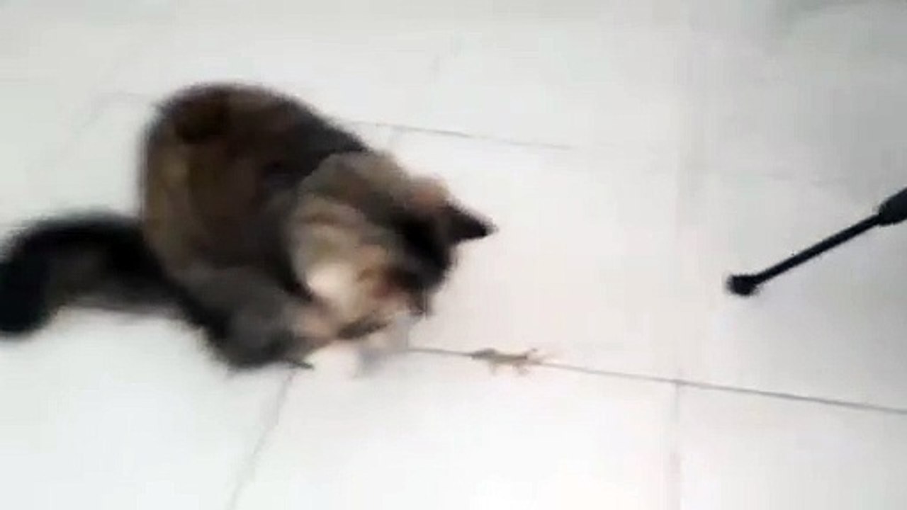 Kucing lagi berantem sama cicak lucu banget