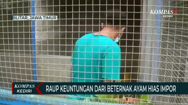 Raup Keuntungan Dari Usaha Peternakan Ayam Hias Impor