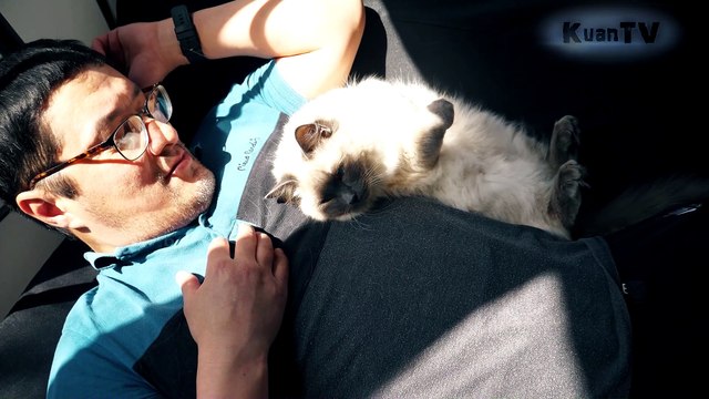 Ragdoll - большая и пушистая ЛЕНЬ. (Кошки породы рэгдолл )