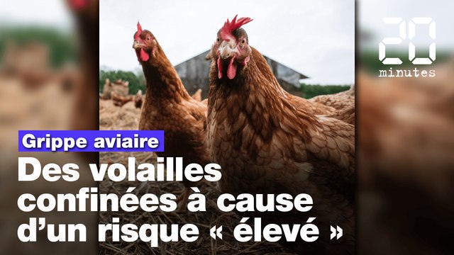 Grippe aviaire: Face à un niveau de risque élevé, les éleveurs vont devoir confiner leurs volailles