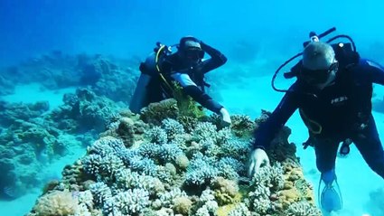 مزارع للمرجان في عمق خليج العقبة لحمايته من الاندثار