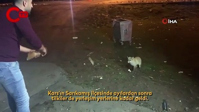 Karslı gençler tilkiyi elleriyle besliyor