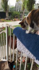 Cat Confused by Hitchhiker