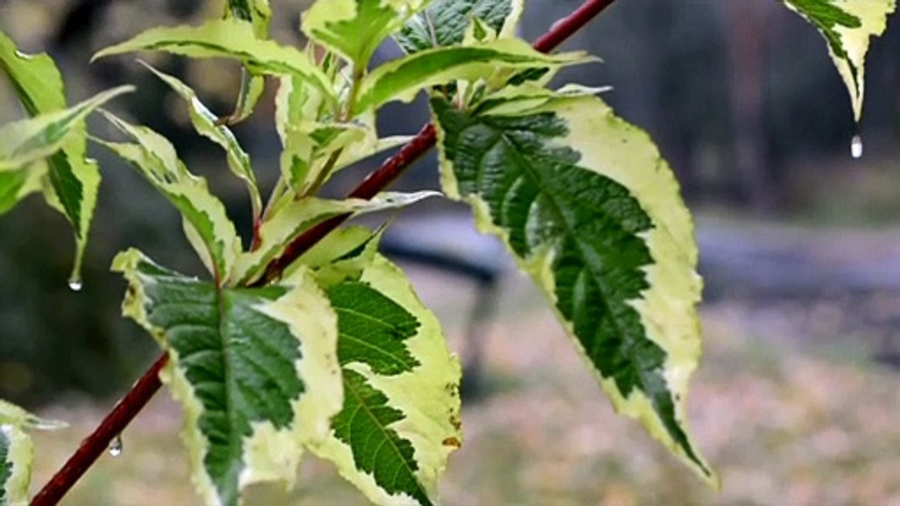 Drop of Rain Falls on the Leaves