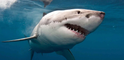 Scientists May Have Figured Out Why Some Sharks Attack Humans