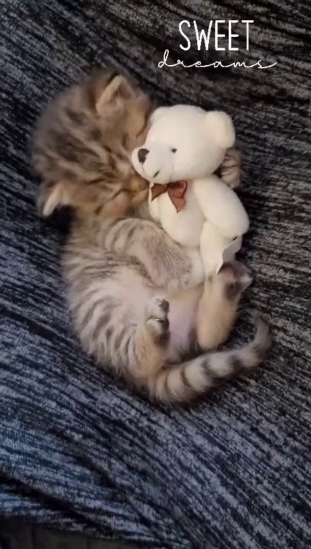 cat, sweet dream cat