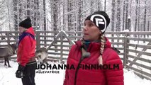 Svezia, protezione delle renne e sicurezza stradale