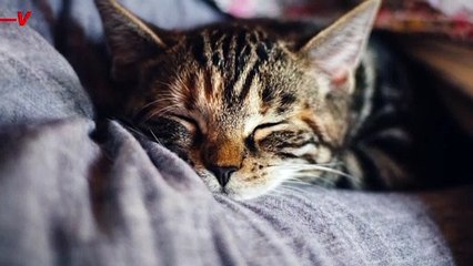 Cats and Dogs Diagnosed with Myocarditis After Catching Covid, Vet Report