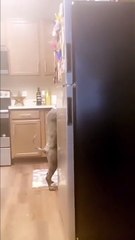 Cão tenta disfarçar roubo na cozinha com a pior saída de cena possível
