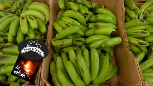 Los plátanos de La Palma llevarán una etiqueta para garantizar su calidad