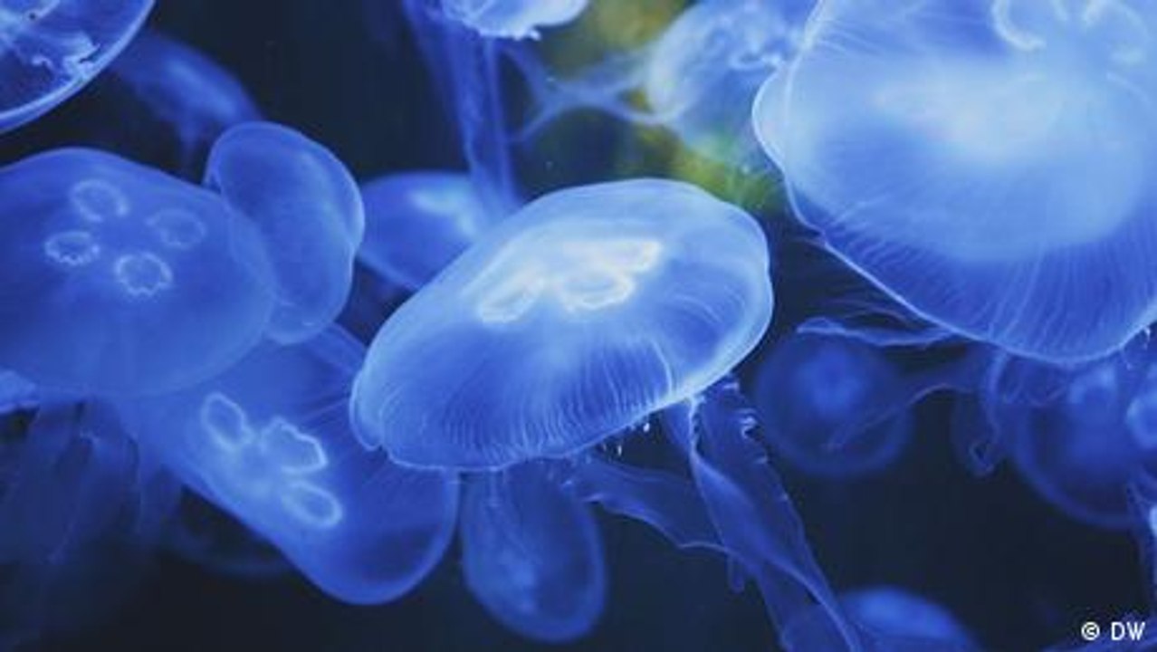 Delikatesse und Superfood: Quallen