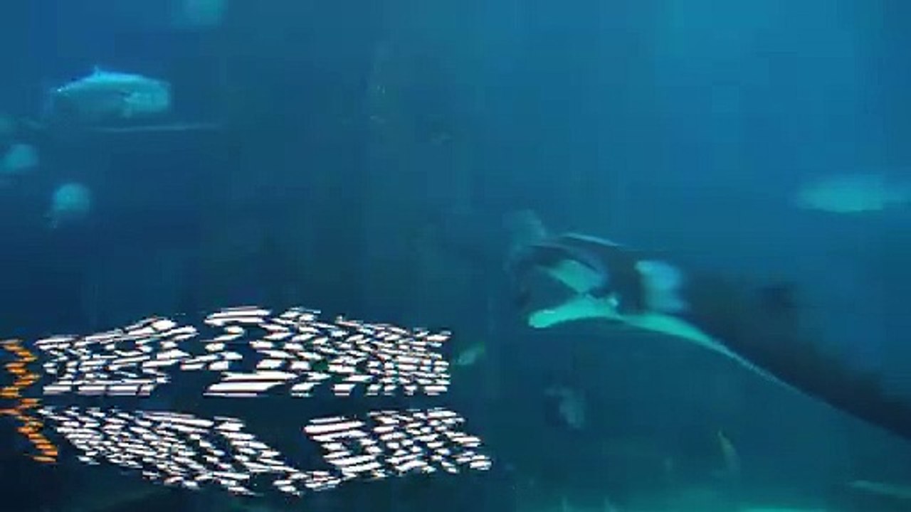 Did You Know Manta Rays Dive Up to 2,000 Feet Each Night?