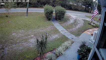 Bear Surprised by Cat While Looking for Snack