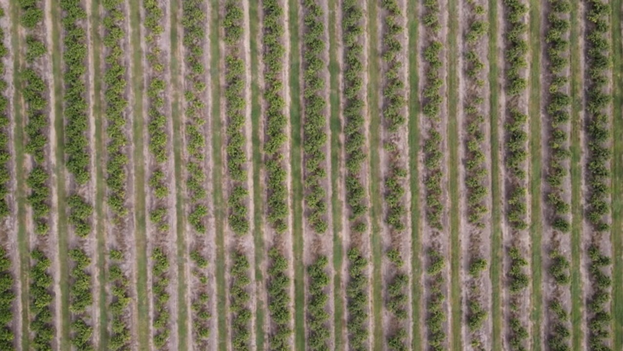 Citrus growers rebounding after historic freeze
