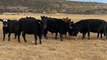 Cattle ranchers sell off cattle to survive drought, hope for more rain
