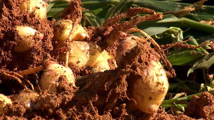 [新농비] 찌고 말리고, 찌고 말리고...매운 맛 확 줄인 '흑편강' / YTN